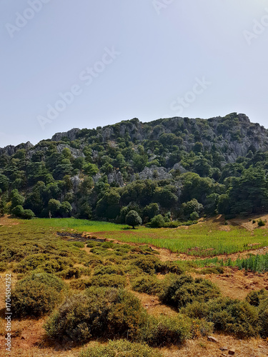 High-mountain landscape showcases a stand of Cedrus atlantica (Atlas cedar) rising above a diverse mix of juniper, pine, and oak on a rugged hill, with Clear sky and panoramic mountain views