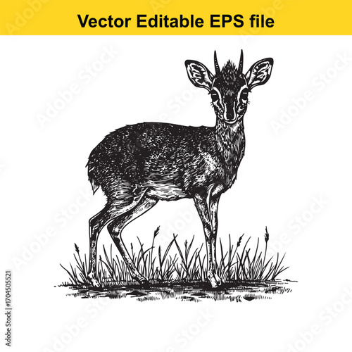 Vector art of dikdik antelope standing in grass