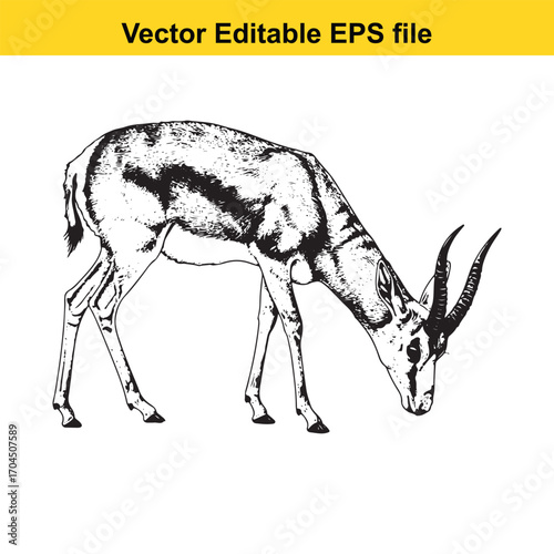 Vector art of black and white illustration of a gazelle