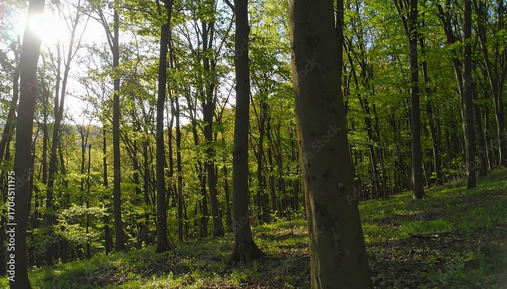 Obraz premium Sunlight Filters Through Lush Green Forest Trees