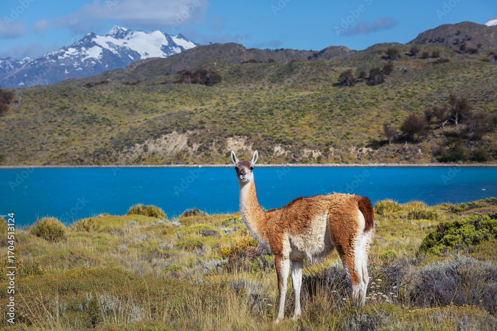 Naklejka premium Guanaco