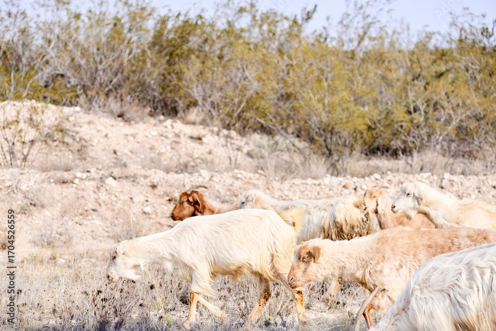 Naklejka premium Rural scene, a herd of Creole goats walks alongside a road in La Pampa, Argentina, where transhumance is common.
