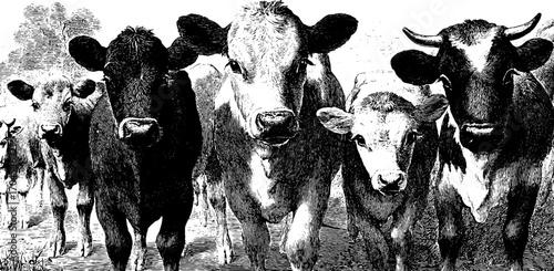 Vintage engraving style illustration set of cows, bulls, and calves for retro animal design