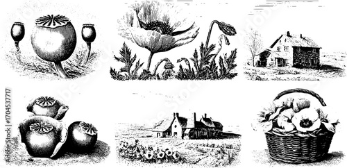 Engraving style botanical and rural scene illustration set for design