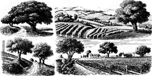 Vintage orchard and vineyard scenes in engraving style for design and decor