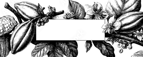 Vintage cocoa pod frame illustration for banner design