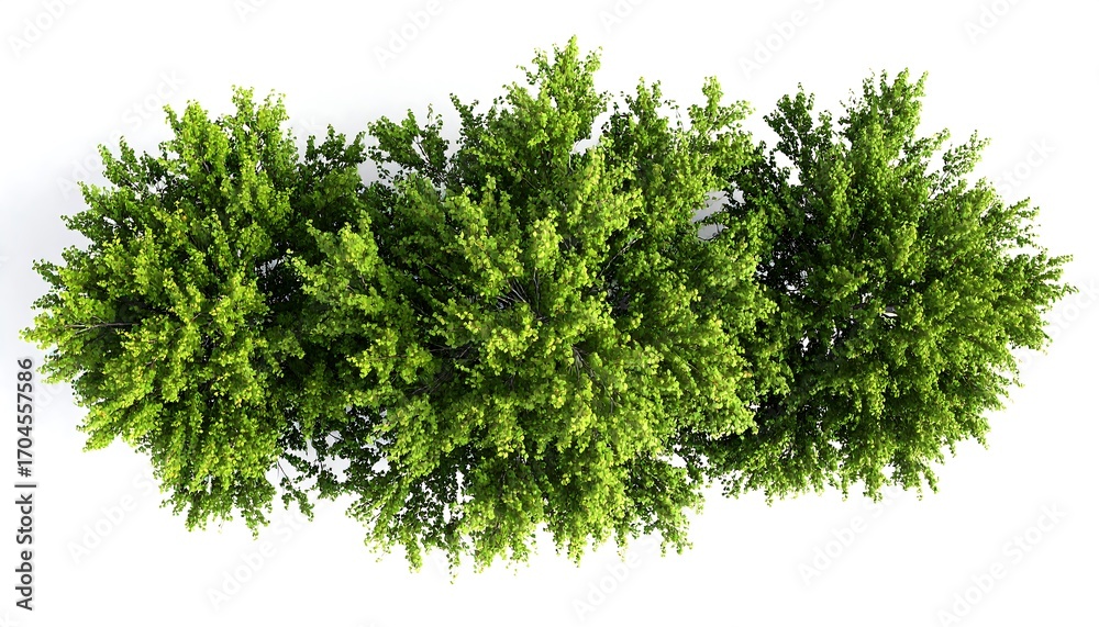 Fototapeta premium Overhead view of three groups of lush green trees