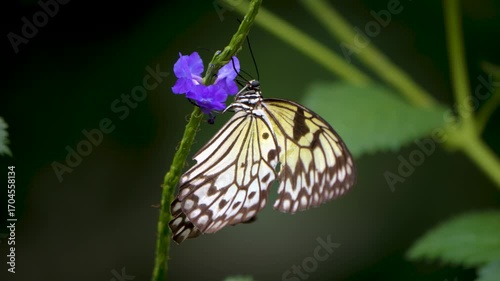 Close up macro view of a tree nymph butterfly collecting nectar from a purple flower