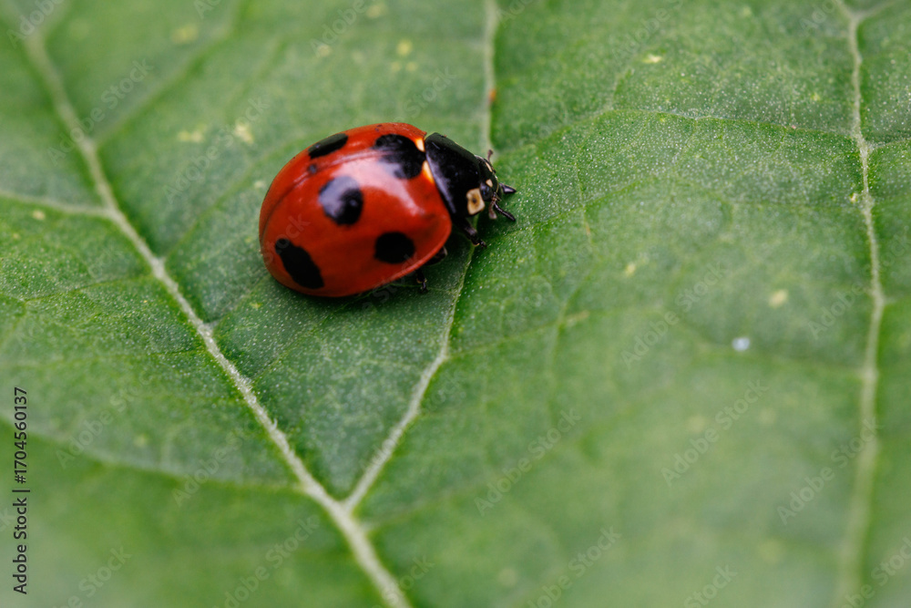 Fototapeta premium 葉にとまるテントウムシ