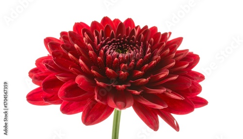 Close-up of a vibrant red flower (1)