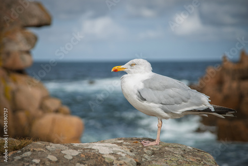 Seagull in Brittany 
