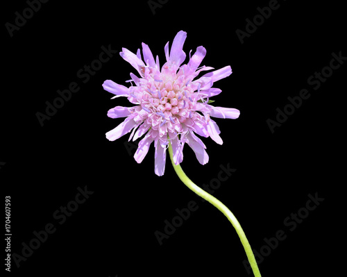 Wildflower scabious (Scabiosa lachnophylla)
