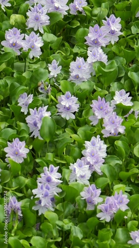 夏の池に咲く花　ホテイアオイ