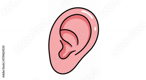 Human ear illustration