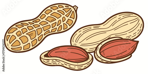 vector illustration of a peanuts, isolated on white background