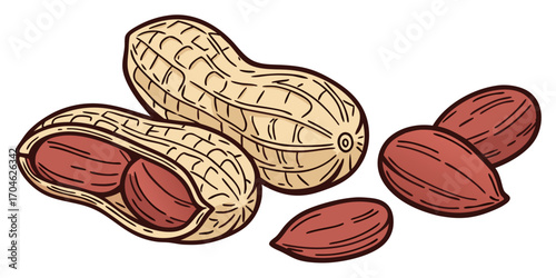 vector illustration of a peanuts, isolated on white background