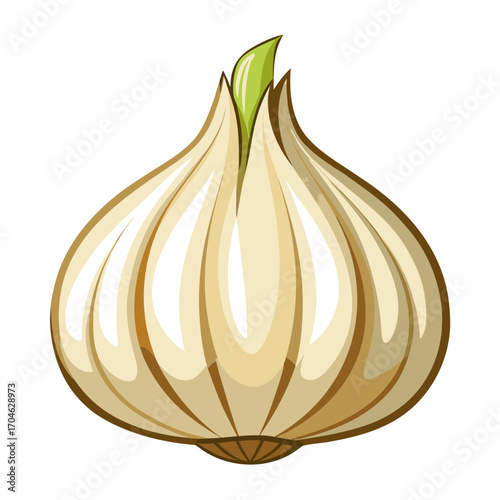 vector garlic bulb illustration, isolated on white background