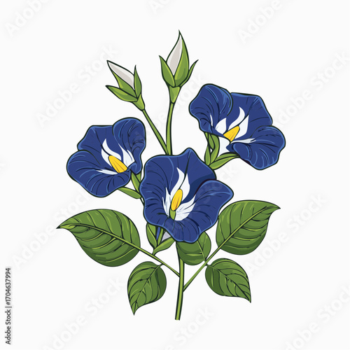 Elegant botanical illustration of a butterfly pea flower stem, featuring deep blue Clitoria ternatea blossoms and lush green foliage on a white background