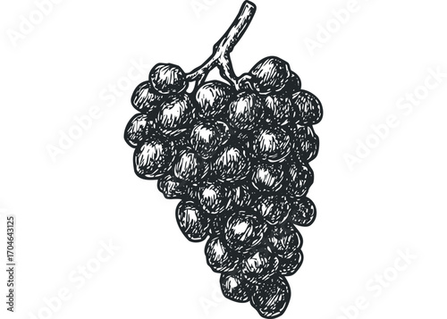 Hand drawn black grape bunch with stem. Vector hand drawn illustration