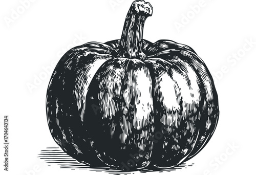 Hand drawn sketch of a pumpkin with stem on white. Vector hand drawn illustration