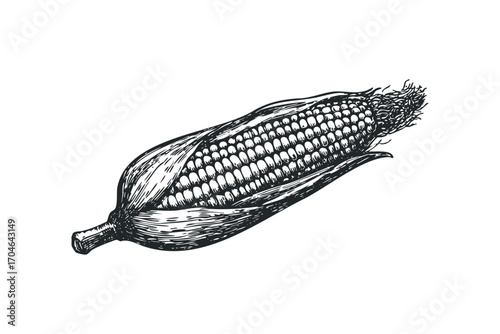 Detailed Etching of a Corn Cob on a White Surface. Vector hand drawn illustration