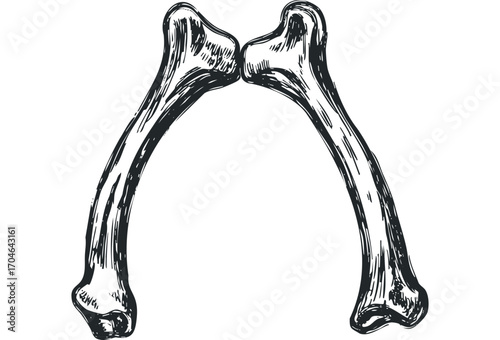 Pencil sketch of two wishbones meeting at the top on transparent background. Vector hand drawn illustration