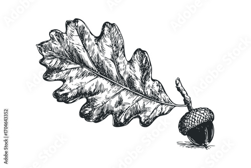 Pristine Oak Leaf and Acorn with Transparent Background. Vector hand drawn illustration