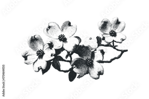 Branch of Dogwood Blossoms with Stippled Texture. Vector hand drawn illustration