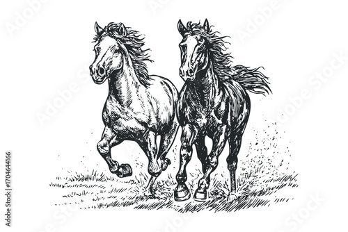 Two galloping horses in linocut style on transparent. Vector hand drawn illustration