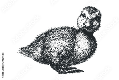 Textured duckling creature isolated on transparent background. Vector hand drawn illustration