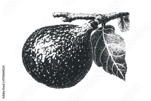 Dark grainy fig fruit on branch with leaf. Vector hand drawn illustration