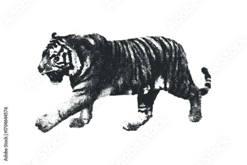 Tiger walking isolated on white image with dynamic pose. Vector hand drawn illustration