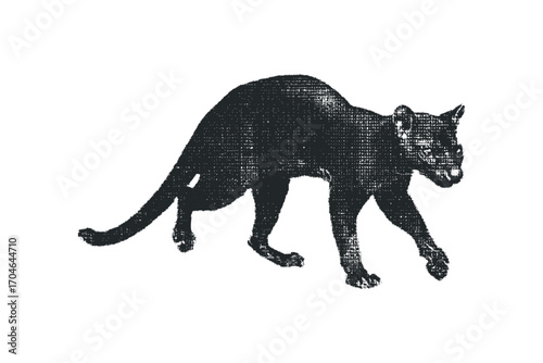 Black panther walking on transparent background. Vector hand drawn illustration