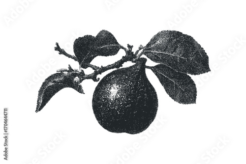 Textured vintage fig with leaves on a branch. Vector hand drawn illustration