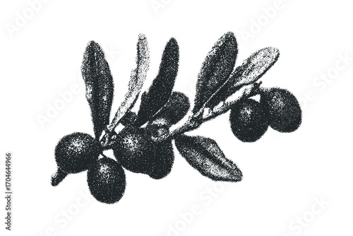 Monochromatic olive branch with fruit and leaves on transparent background. Vector hand drawn illustration