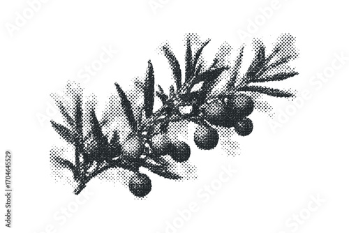 Monochromatic halftoned olive branch with olives. Vector hand drawn illustration