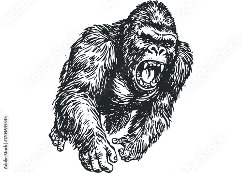 Aggressive gorilla baring teeth image. Vector hand drawn illustration