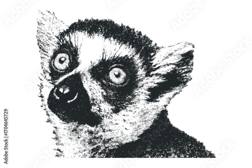 Close up of a ring tailed lemur face rendered in textured black and white. Vector hand drawn illustration