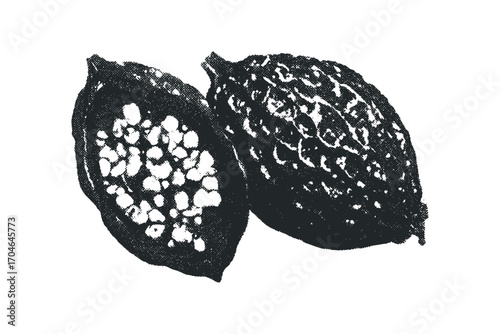 Textured cocoa pods, one split showing seeds, on a transparent background. Vector hand drawn illustration