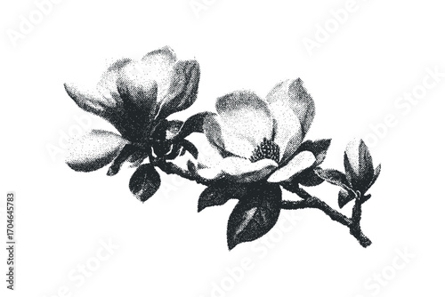 Magnolia flower branch with leaves, black and white stipple effect,. Vector hand drawn illustration