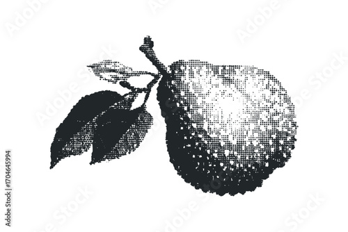 Stylized citrus fruit with leaves on white. Vector hand drawn illustration