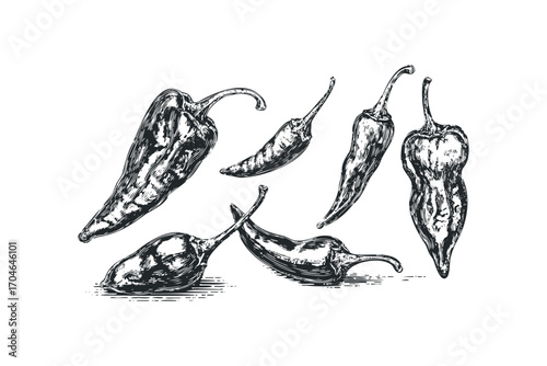 Six different chili pepper varieties illustrated on a transparent background. Vector hand drawn illustration