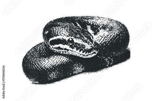 Textured Serpent coiled isolated on white. Vector hand drawn illustration