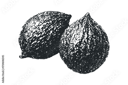 Halved Zucchini with Textured Surface. Vector hand drawn illustration