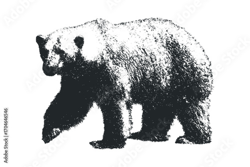 Grizzly bear walking image on a transparent layer. Vector hand drawn illustration