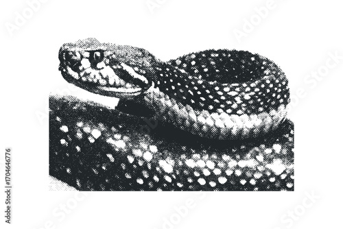 Rattlesnake coiled, detailed texture, monochrome, on white. Vector hand drawn illustration