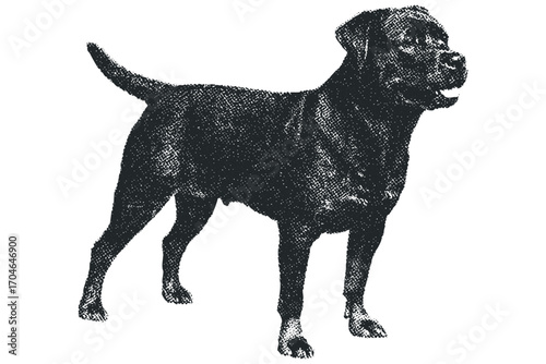 Black Labrador Retriever Dog Standing Full Body Silhouette on White. Vector hand drawn illustration