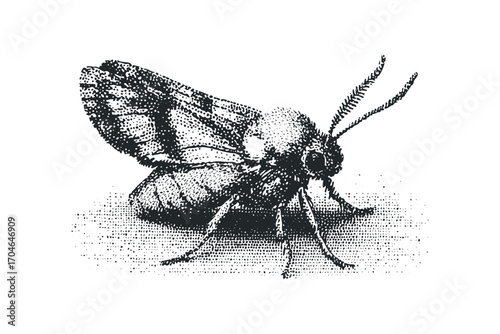Halftone moth entomology drawing on transparent background. Vector hand drawn illustration