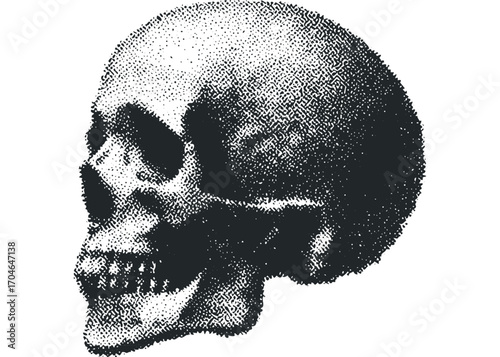 Human skull with stippling texture. Vector hand drawn illustration