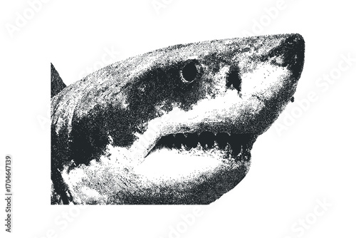 Great white shark head close-up in grainy texture. Vector hand drawn illustration